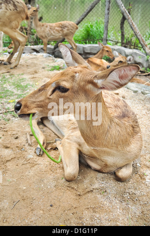 Die Gruppe Eld Hirsche in einem Zoo. Stockfoto