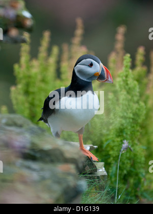 Einzelne Papageientaucher auf Felsvorsprung am Duncansby Head, Caithness, Highland, Schottland. Stockfoto