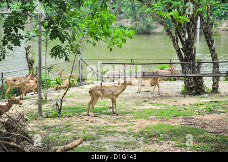 Die Gruppe Eld Hirsche in einem Zoo. Stockfoto