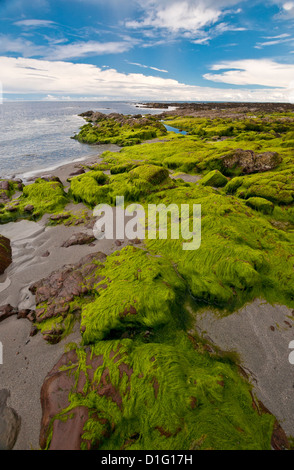 Felsen an der Küste, mit grünen Algen, mit Meer und ein blauer Himmel mit weißen Wolken bedeckt. Stockfoto
