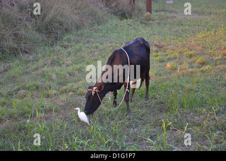 Ein Reiher oder Kuhreiher, die in der Nähe einer Kuh in der Nähe eines ägyptischen Dorfes aufhält. Es sucht alle Zecken zu Essen heraus. Stockfoto