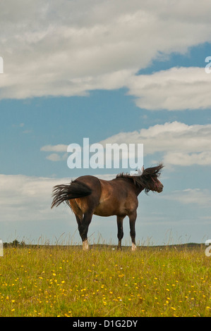 Pferd auf einer Weide, schütteln sich; Semi-Sihouetted vor einem blauen Himmel mit weißen Wolken Stockfoto