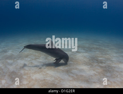 Gemeinsamen atlantischen Tümmler Krater Fütterung Stockfoto