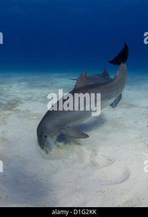 Gemeinsamen atlantischen Tümmler Stockfoto