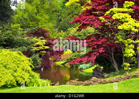 Acer Bäume und Teich in Frühlingssonne, Gärten der Villa Melzi, Bellagio, Comer See, Lombardei, italienische Seen, Italien, Europa Stockfoto