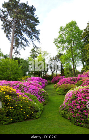 Azaleen im Frühjahr blühen die Gärten der Villa Carlotta, Tremezzo, Comer See, Lombardei, italienische Seen, Italien, Europa Stockfoto