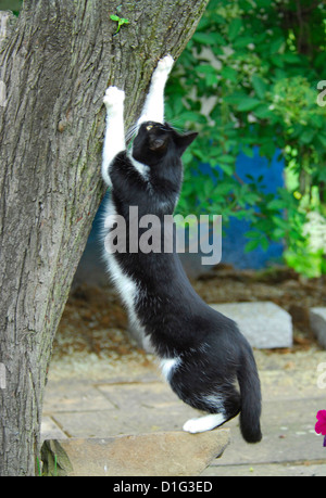 Katze ist kratzen an einem Baumstamm, Felis Silvestris Forma Catus domesticus Stockfoto