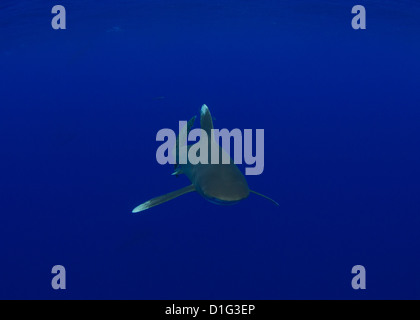 Ozeanische Weißspitzen Hai Stockfoto