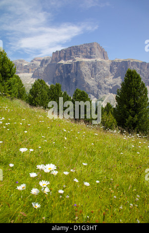 Sellajoch und Gänseblümchen, Trient und Bozen Provinzen, italienischen Dolomiten, Italien, Europa Stockfoto