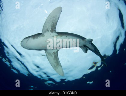 Ozeanische Weißspitzen Hai Stockfoto