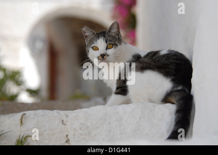 Tabby und White, sitzt auf einem Schritt, Griechenland, Dodekanes Insel, Non-Stammbaum Kurzhaar, Felis Silvestris Forma Catus domesticus Stockfoto