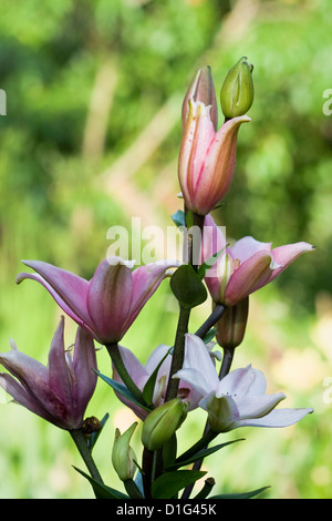 Eine Reihe von Öffnung Lilien im Garten Stockfoto