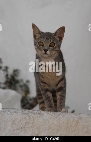 Blue Tortie Tabby und White, stehen auf einer Stufe, Non-Stammbaum Kurzhaar, Felis Silvestris Forma Catus, Griechenland, Dodekanes Insel Stockfoto