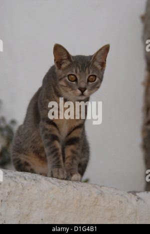 Blau Tortie Tabby-White, sitzt auf einem Schritt, Non-Stammbaum Kurzhaar, Felis Silvestris Forma Catus, Griechenland, Dodekanes Insel Stockfoto