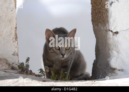 Blue Tortie Tabby und White, versteckt in einem Abstand von einer Wand, Griechenland, Dodekanes Insel, Non-Stammbaum Kurzhaar, Felis Silvestris form Stockfoto