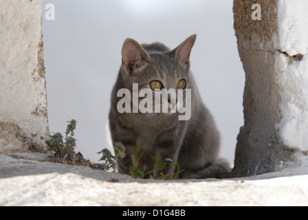 Blue Tortie Tabby und White, versteckt in einem Abstand von einer Wand, Griechenland, Dodekanes Insel, Non-Stammbaum Kurzhaar, Felis Silvestris form Stockfoto