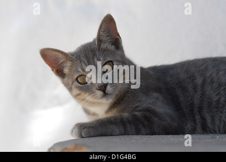 Blue Tortie Tabby und White, Porträt, Griechenland, Dodekanes Insel, Non-Stammbaum Kurzhaar, Felis Silvestris Forma Catus, Inland Stockfoto