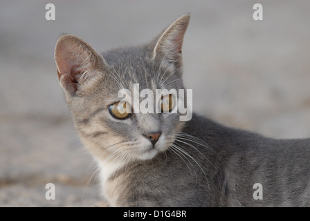 Blue Tortie Tabby und White, Porträt, Griechenland, Dodekanes Insel, Non-Stammbaum Kurzhaar, Felis Silvestris Forma Catus, Inland Stockfoto