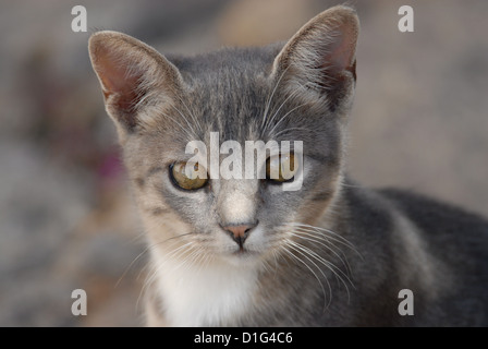 Blue Tortie Tabby und White, Porträt, Griechenland, Dodekanes Insel, Non-Stammbaum Kurzhaar, Felis Silvestris Forma Catus, Inland Stockfoto