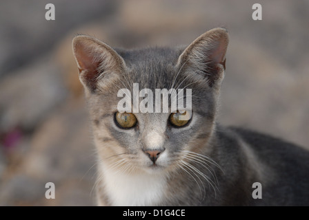 Blue Tortie Tabby und White, Porträt, Griechenland, Dodekanes Insel, Non-Stammbaum Kurzhaar, Felis Silvestris Forma Catus, Inland Stockfoto