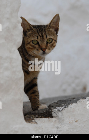 Tabby und White, sitzt auf einem Schritt, Griechenland, Dodekanes Insel, Non-Stammbaum Kurzhaar, Felis Silvestris Forma Catus domesticus Stockfoto