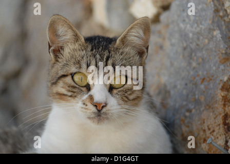 Tabby und White, Porträt, Griechenland, Dodekanes Insel, Non-Stammbaum Kurzhaar, Felis Silvestris Forma Catus Domesticus Stockfoto