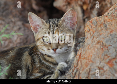 Black Tortie Tabby (Torbie) und weiß, Porträt, Non-Stammbaum Kurzhaar, Felis Silvestris Forma Catus, Griechenland, Dodekanes Insel Stockfoto