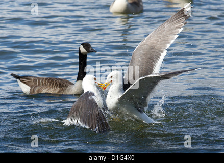 Der große schwarz-unterstützte Möve (Larus Marinus) ist das größte Mitglied der Familie Möwe. Ich Stockfoto