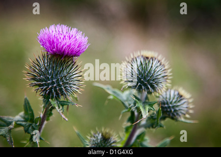 Schottische Distel in der Nähe von Dunnottar Castle, Stonehaven, Aberdeenshire, Schottland, Vereinigtes Königreich, Europa Stockfoto