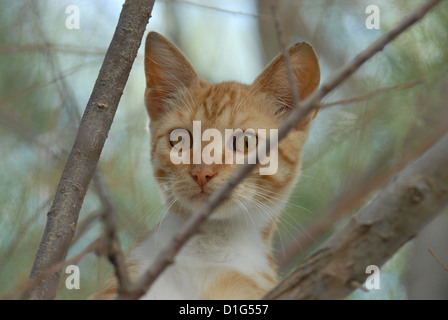 Rot gestromt und weiß, von einem Baum herabstarren Porträt, Griechenland, Dodekanes Insel, Non-Stammbaum Kurzhaar, Felis Silvestris für Stockfoto