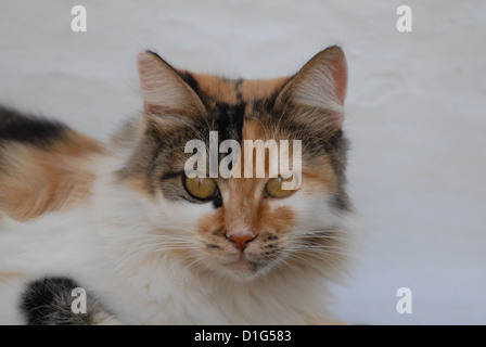 Tortie Tabby und White, Porträt, Griechenland, Dodekanes Insel, Non-Stammbaum, Felis Silvestris Forma Catus Domesticus Stockfoto