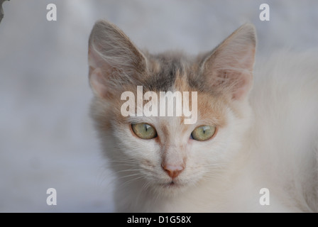 Kätzchen, blau Schildpatt-weiß, Porträt, Griechenland, Dodekanes Insel, Non-Stammbaum Kurzhaar, Felis Silvestris Forma Catus, s Stockfoto