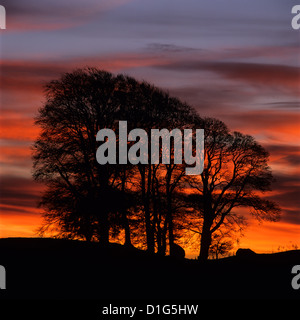 Büschel von Bäumen bei Sonnenaufgang, Avebury, Wiltshire, England, Vereinigtes Königreich, Europa Stockfoto