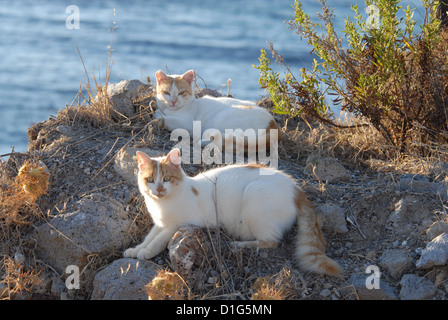 zwei Katzen, Cream-Tabby-White, ruhen nebeneinander, Griechenland, Dodekanes Insel, Non-Stammbaum, Felis Silvestris Forma Catus, s Stockfoto