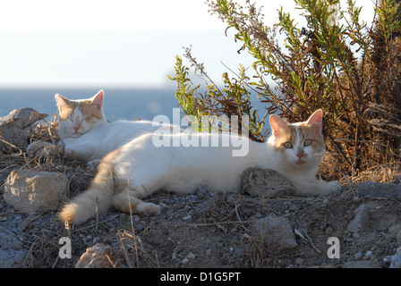zwei Katzen, Cream-Tabby-White, ruhen nebeneinander, Griechenland, Dodekanes Insel, Non-Stammbaum, Felis Silvestris Forma Catus, s Stockfoto