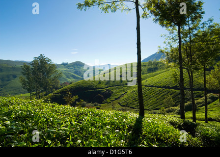 Blick auf Teeplantagen, in der Nähe von Munnar, Kerala, Indien, Asien Stockfoto