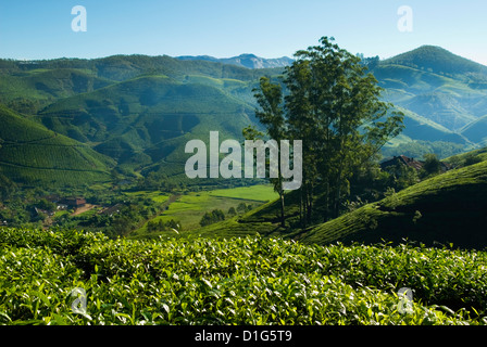 Blick auf Teeplantagen, in der Nähe von Munnar, Kerala, Indien, Asien Stockfoto