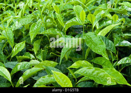 Teestrauch, in der Nähe von Munnar, Kerala, Indien, Asien Stockfoto