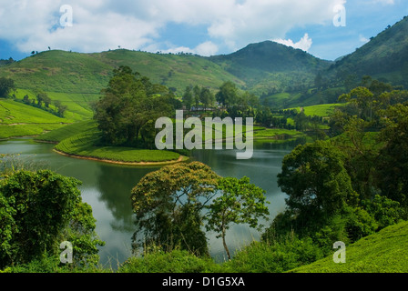 Blick über Tea Estate, Tamil Nadu, Indien, Asien Stockfoto