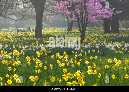 Narzissen und Blüte im Frühjahr, Hampton, Greater London, England, Vereinigtes Königreich, Europa Stockfoto