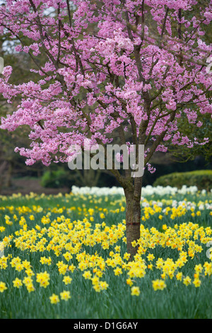 Narzissen und Blüte im Frühjahr, Hampton, Greater London, England, Vereinigtes Königreich, Europa Stockfoto