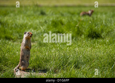 Murmeltier stehend und riefen andere Präriehunde mit einem in unscharf im Hintergrund. Stockfoto