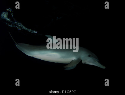 Junge Atlantic Spotted Dolphin deutete in der Nacht Stockfoto