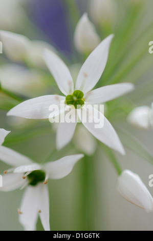 Bärlauch Allium Ursinum Detail von einem flowerhead Stockfoto