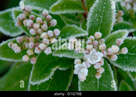 Winterblüher viburnum Strauch mit kleinen zarten tief rosa Knospen und