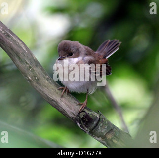 Juvenile common Whitethroat (Sylvia Communis) posiert auf einem Ast Stockfoto