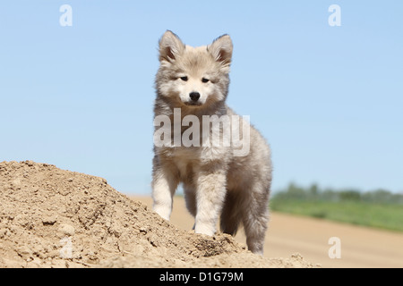 Finnische Lapphund Suomenlapinkoira Lapinkoïra Chien Finnois de Laponie Wolf-Sable Welpen Welpen Stand ständigen Porträt Wolf Hund Stockfoto