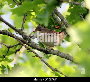 Erwachsene häufig Whitethroat (Sylvia Communis) Stockfoto