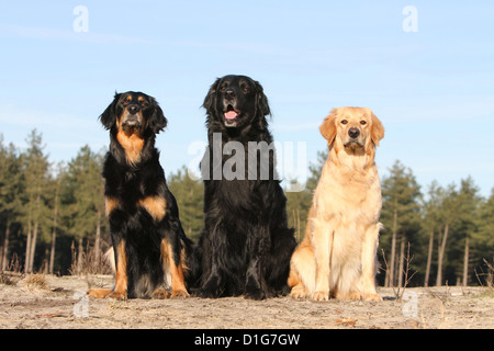 Hund drei Hovawart Black blond Black And Tan Erwachsene Erwachsene sitzen sitzen zwei verschiedene in der Natur drei Farbe verschiedene 3 Trois Farben Stockfoto