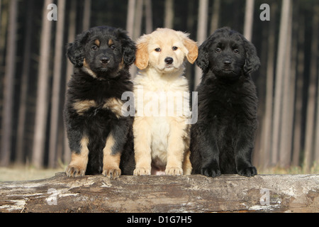 Hund 3 Hovawart Black blond Black And Tan Welpen Welpen stehen stehen zwei verschiedene in der Natur drei Farbe verschiedene 3 trois Stockfoto